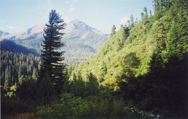 An unforgettable view of the Parbati valley vegetation. Photo by author